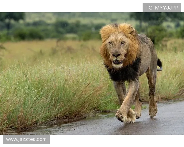 非洲雄狮崛起背后的故事与挑战探秘以及生态保护的迫切呼声 - 副本 - 副本 (3) 非洲雄狮崛起背后的故事与挑战探秘以及生态保护的迫切呼声 - 副本 - 副本 (3)